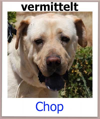 Chop Tierschutz Zypern Hund vermittelt