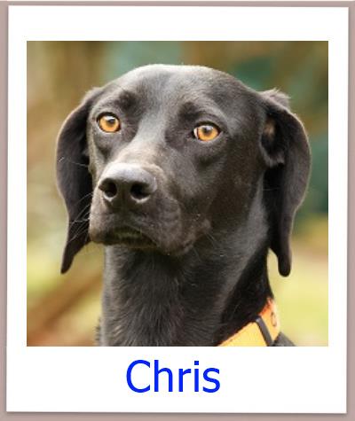 Chris Tierschutz Zypern Hund prof 1
