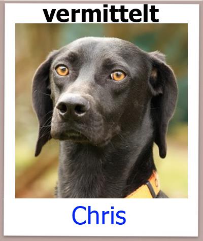 Chris Tierschutz Zypern Hund vermittelt 1