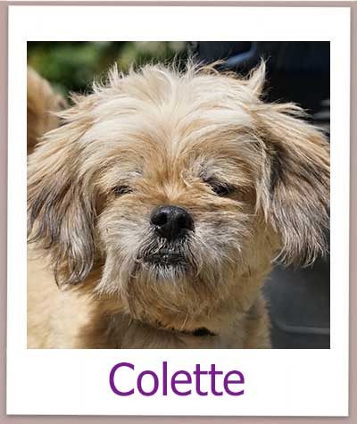 Colette Tierschutz Zypern Hund prof