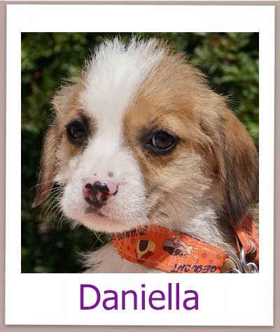 Daniella Tierschutz Zypern Hund prof