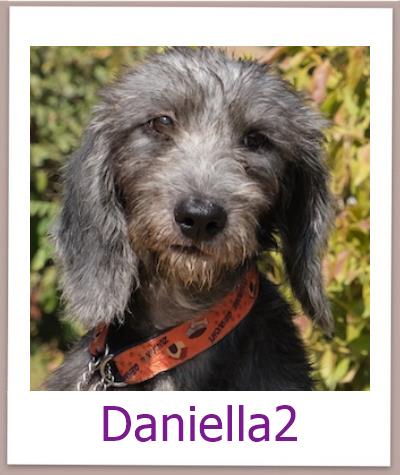 Daniella2 Tierschutz Zypern Hund prof