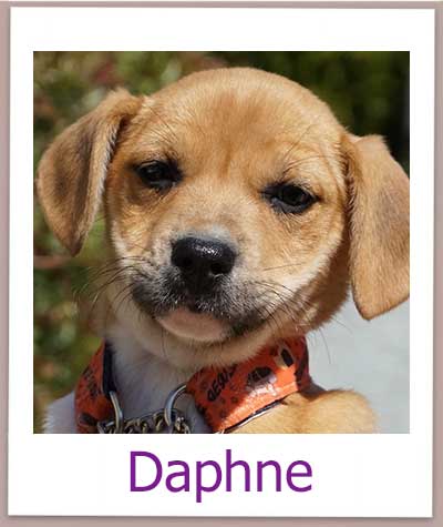 Daphne Tierschutz Zypern Hund prof