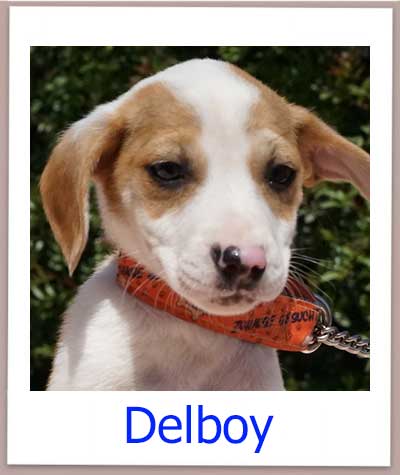 Delboy Tierschutz Zypern Hund prof