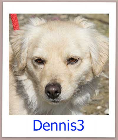 Dennis3 Tierschutz Zypern Hund prof