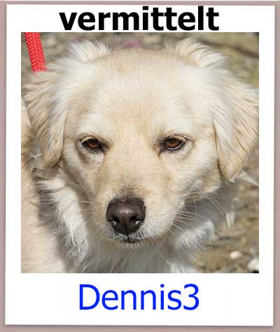 Dennis3 Tierschutz Zypern Hund vermittelt