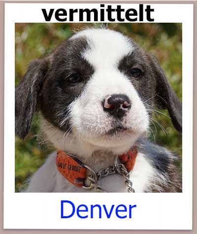 Denver Tierschutz Zypern Hund vermittelt