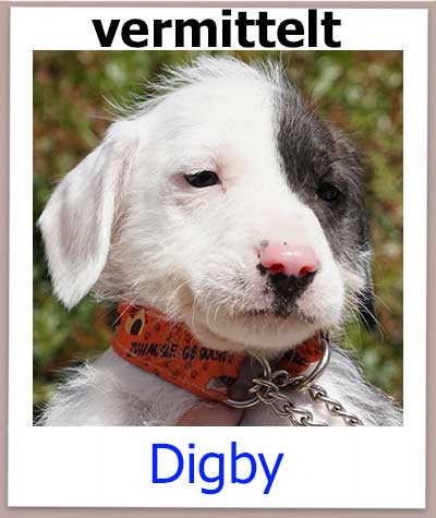 Digby Tierschutz Zypern Hund vermittelt
