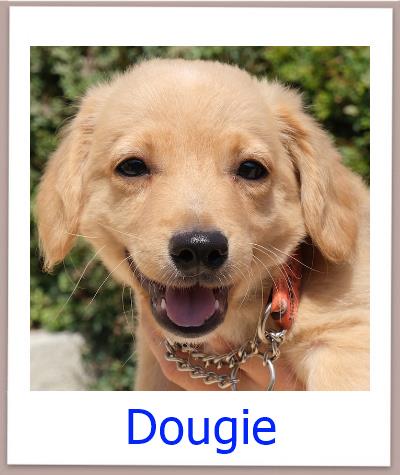 Dougie Tierschutz Zypern Hund prof
