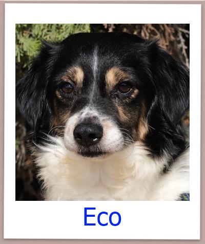 Eco Tierschutz Zypern Hund prof