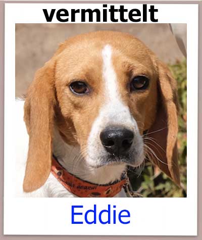 Eddie Tierschutz Zypern Hund vermittelt
