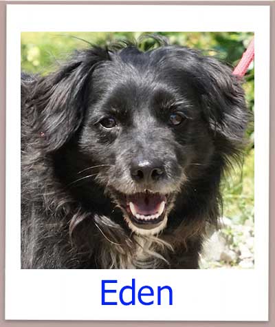 Eden Tierschutz Zypern Hund prof