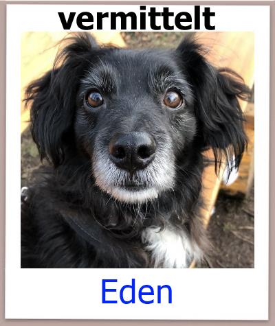 Eden Tierschutz Zypern Hund vermittelt 3