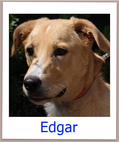 Edgar Tierschutz Zypern Hund prof
