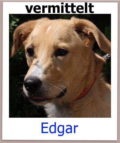 Edgar Tierschutz Zypern Hund vermittelt