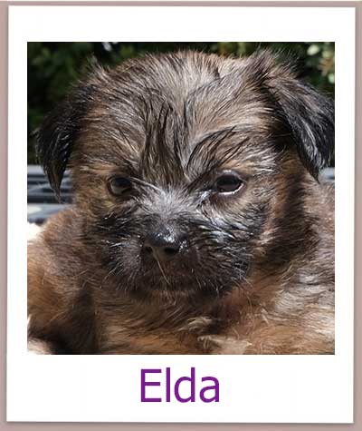 Elda Tierschutz Zypern Hund prof