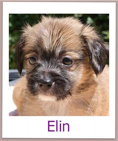 Elin Tierschutz Zypern Hund prof