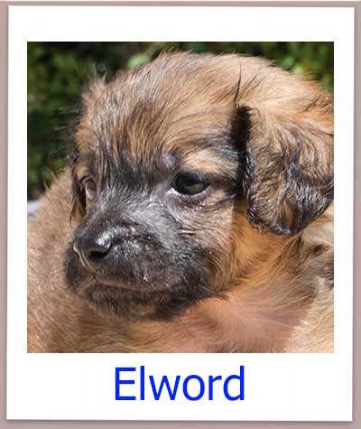 Elword Tierschutz Zypern Hund prof