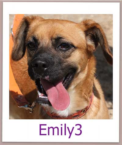 Emily3 Tierschutz Zypern Hund prof