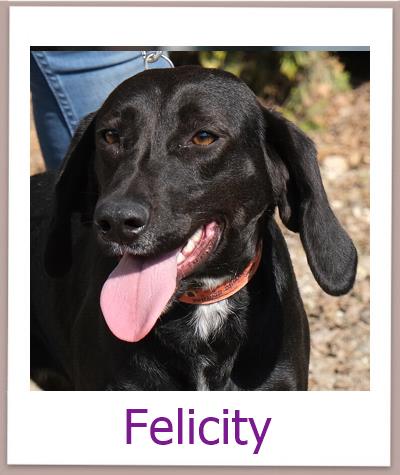 Felicity Tierschutz Zypern Hund prof