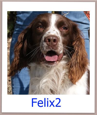 Felix2 Tierschutz Zypern Hund prof