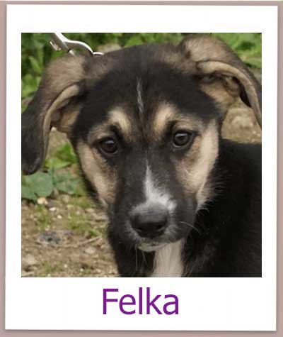 Felka Tierschutz Zypern Hund prof