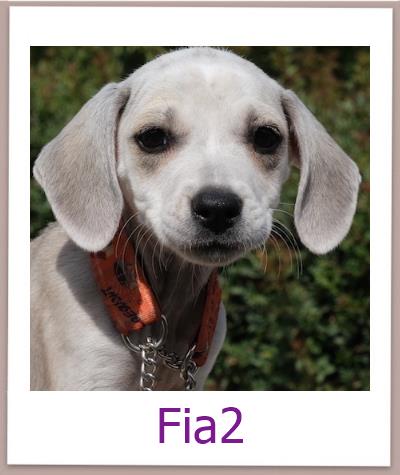 Fia2 Tierschutz Zypern Hund prof