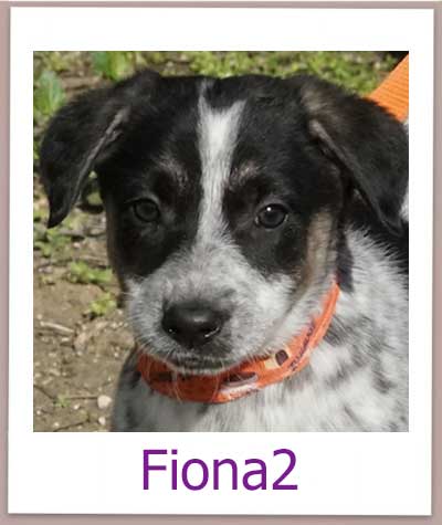 Fiona2 Tierschutz Zypern Hund res