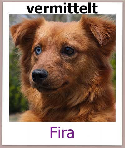 Fira Tierschutz Zypern Hund vermittelt