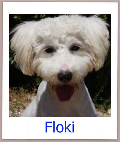 Floki Tierschutz Zypern Hund prof