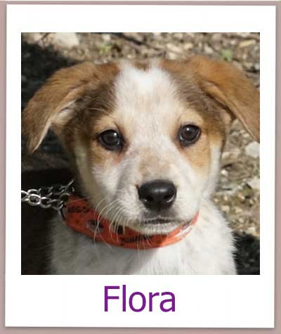 Flora Tierschutz Zypern Hund prof