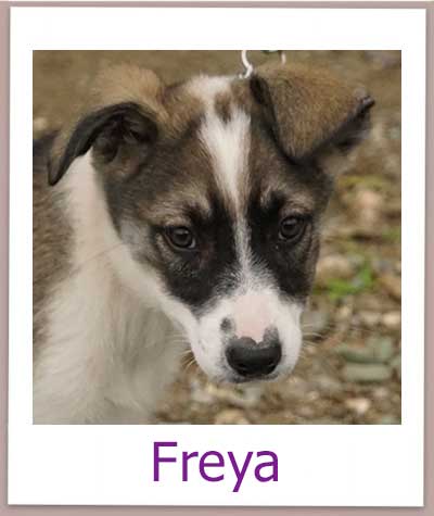 Freya Tierschutz Zypern Hund prof