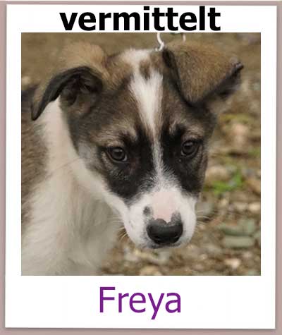 Freya Tierschutz Zypern Hund vermittelt
