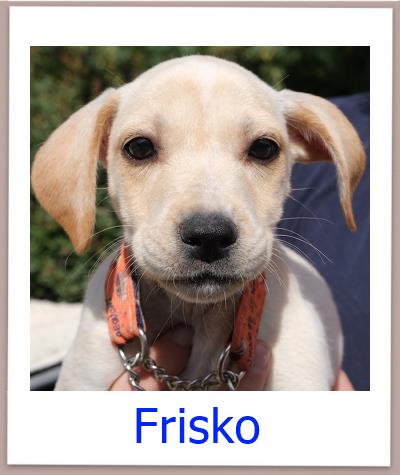 Frisko Tierschutz Zypern Hund prof