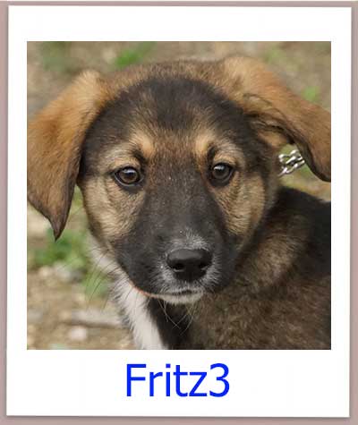 Fritz3 Tierschutz Zypern Hund prof