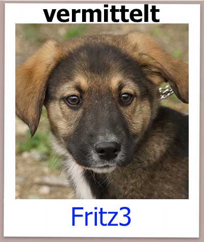 Fritz3 Tierschutz Zypern Hund vermittelt