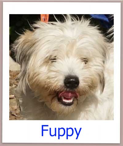 Fuppy Tierschutz Zypern Hund prof