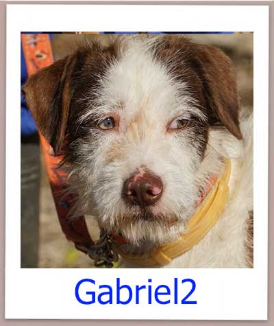 Gabriel2 Tierschutz Zypern Hund prof