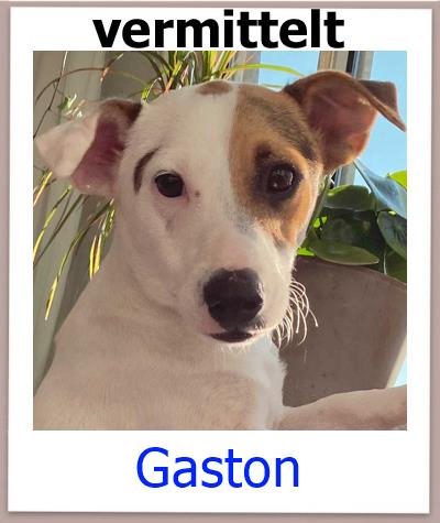 Gaston Tierschutz Zypern Hund vermittelt 1