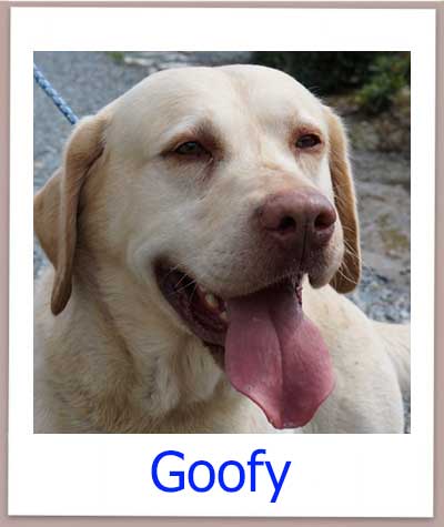 Goofy Tierschutz Zypern Hund prof