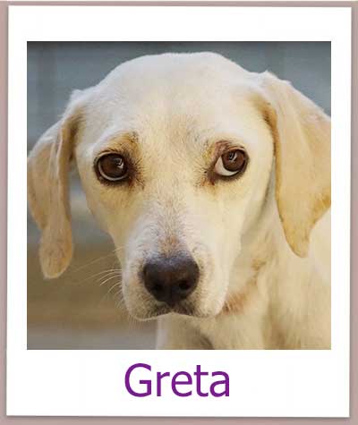 Greta Tierschutz Zypern Hund prof