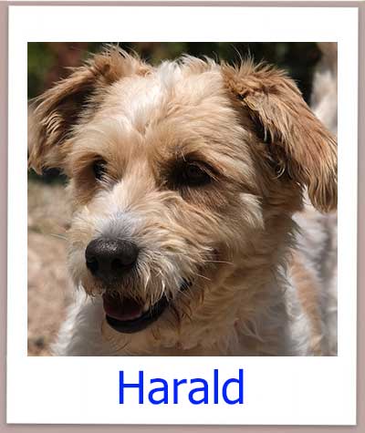 Harald Tierschutz Zypern Hund prof