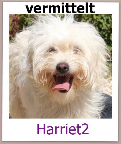 Harriet2 Tierschutz Zypern Hund vermittelt