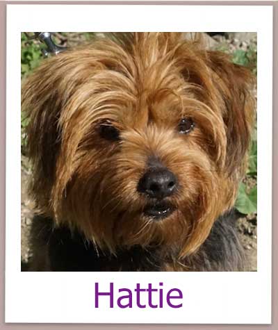 Hattie Tierschutz Zypern Hund prof