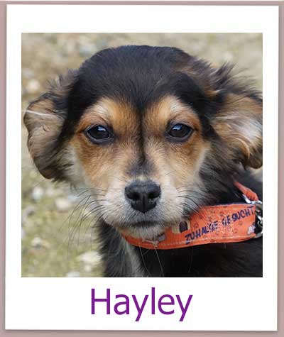 Hayley Tierschutz Zypern Hund prof