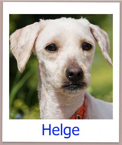 Helge Tierschutz Zypern Hund prof
