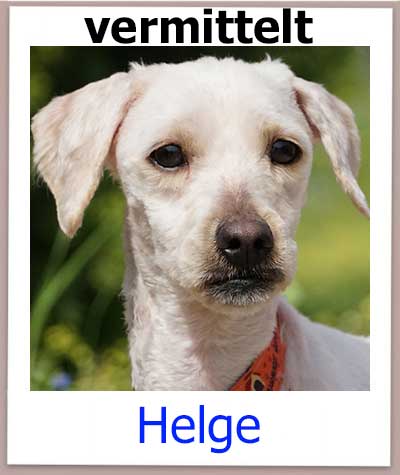 Pudel Mix aus dem Tierschutz auf Zypern hat eine Familie in Deutschland gefunden.