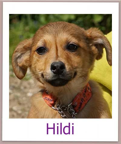 Hildi Tierschutz Zypern Hund prof