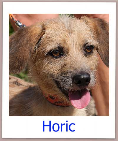 Horic Tierschutz Zypern Hund prof