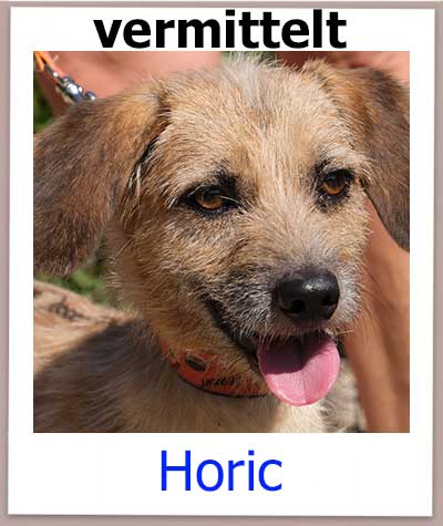 Horic Tierschutz Zypern Hund vermittelt
